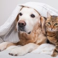 Effective Ways to Get Rid of Dog and Cat Pet Dander in the House Using Duct Sealing Techniques
