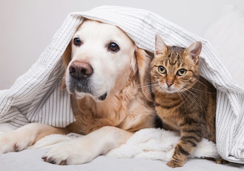 Effective Ways to Get Rid of Dog and Cat Pet Dander in the House Using Duct Sealing Techniques